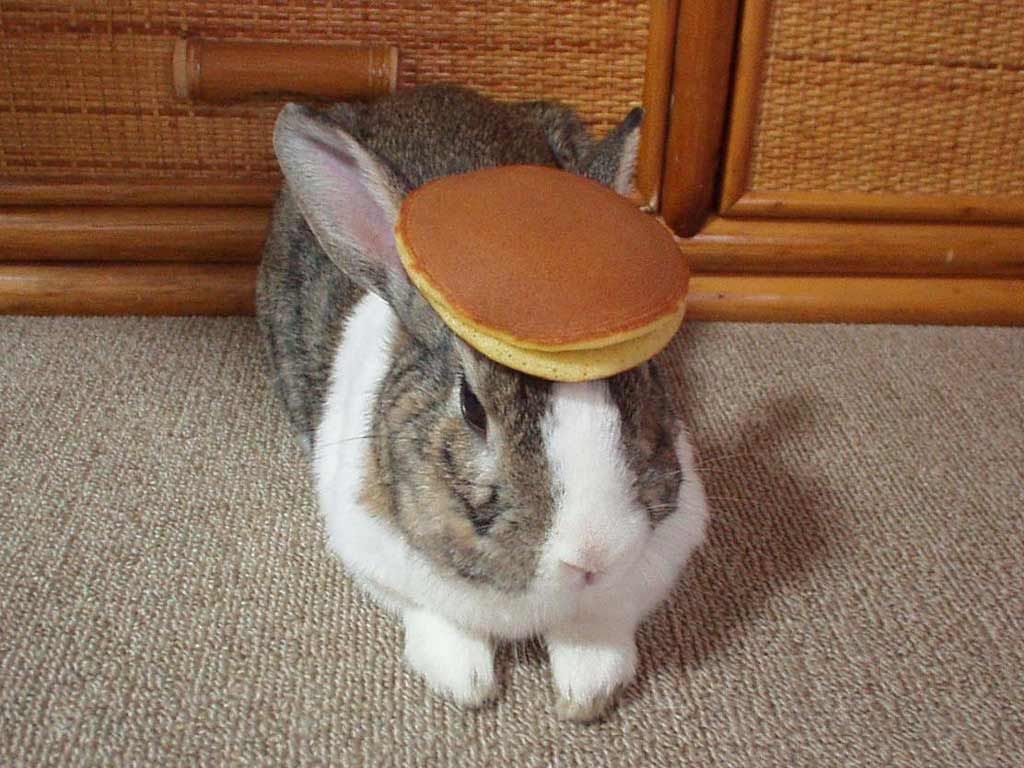 File:Pancake bunny.jpg